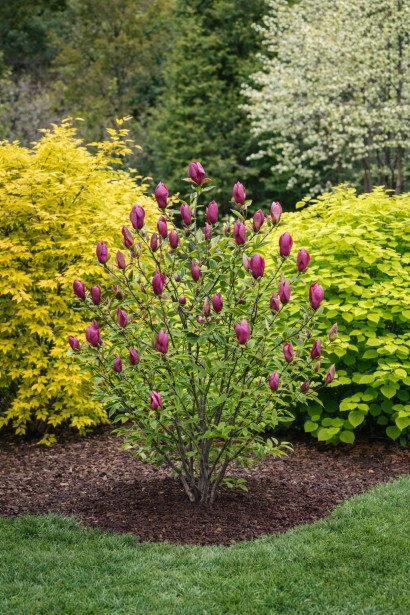 Магнолія Антьє Занді в ландшафті